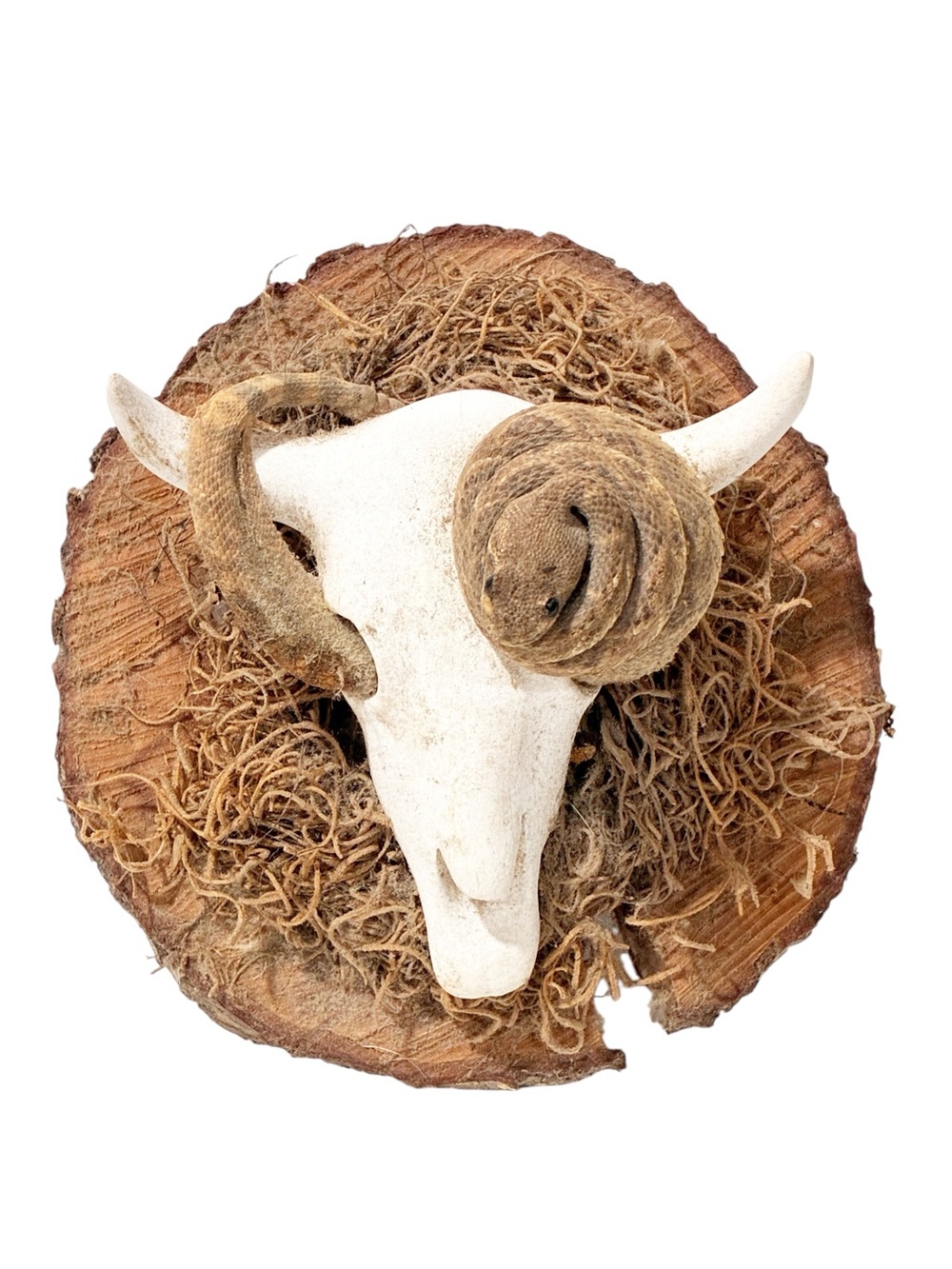 Tree Trunk Skull Snake Moss Decor Rustic Woodsy Cabin 6”